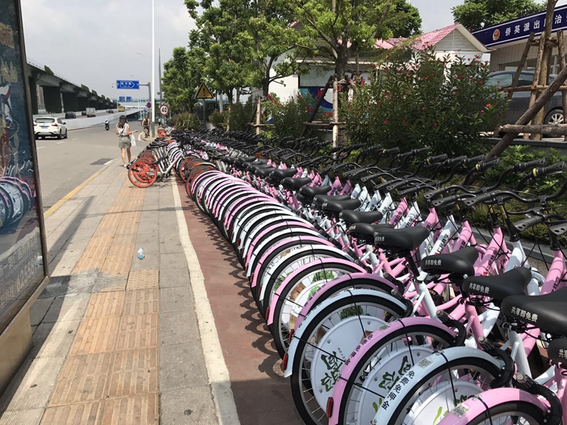 摆放整齐的共享单车为集美的文明交通加分（王晗 摄）.jpg